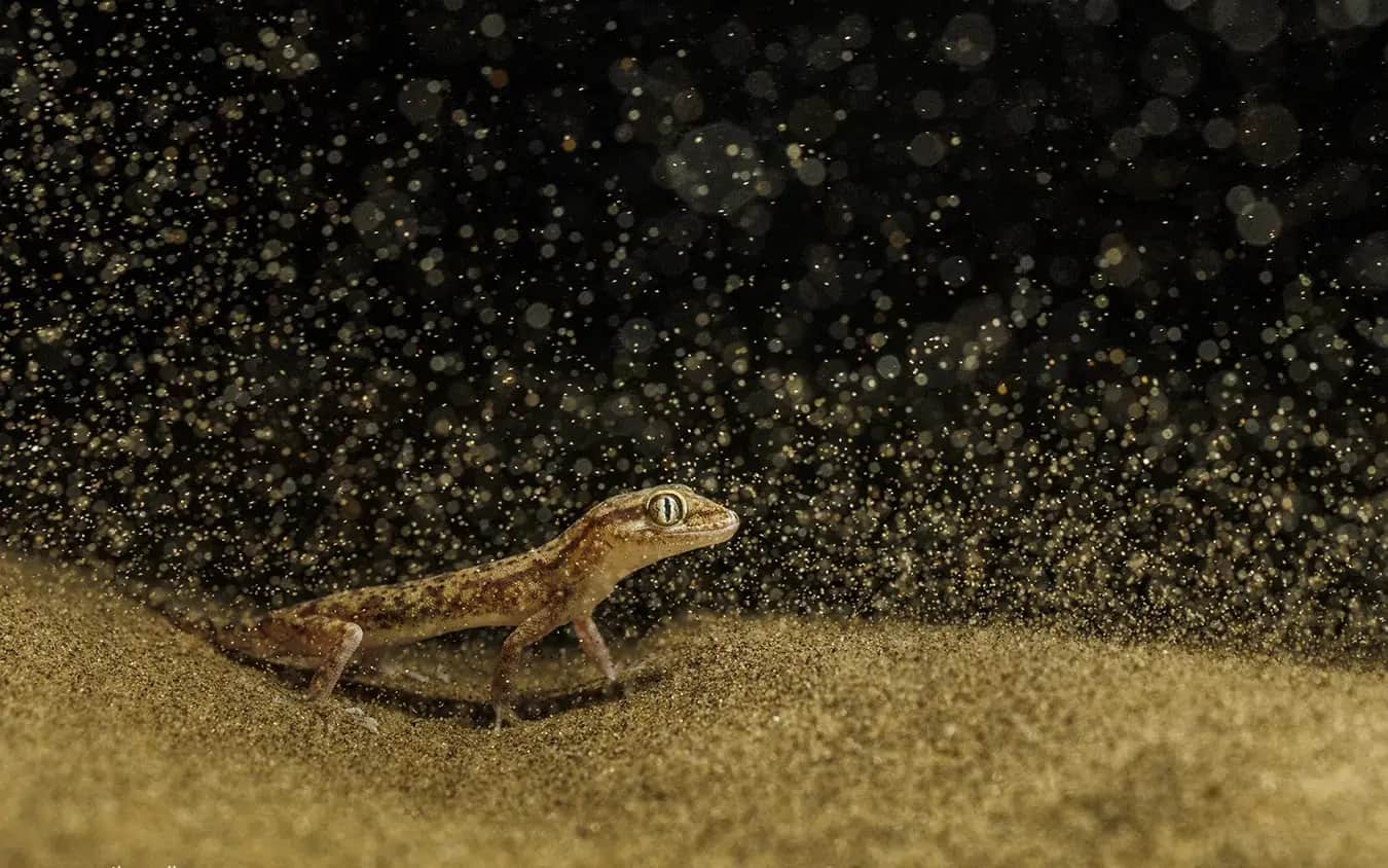 Pratik Pradhan Photography